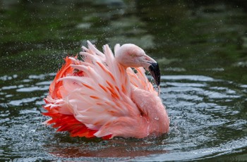 Chileflamingo - Chilean Flamingo - Phoenicopterus chilensis